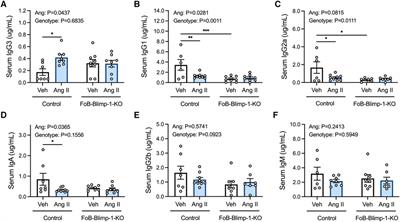 Depletion of follicular B cell-derived antibody secreting cells does not attenuate angiotensin II-induced hypertension or vascular compliance